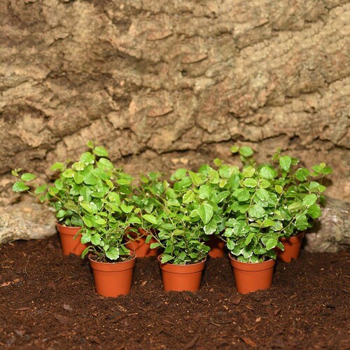7 Creeping Fig Plants in Enclosure